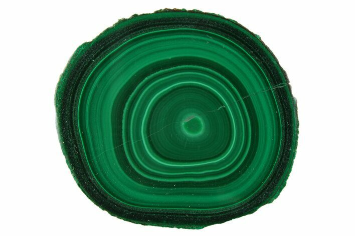 Polished Malachite Stalactite Slice - Congo #251834